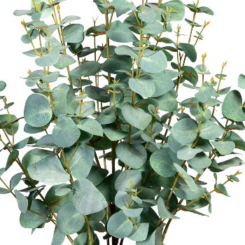 Eucalypthus silver dollar, 385 leaves, ca. 80cm, green-grey, in plastic pot 15x13cm, with