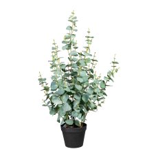 Eucalypthus silver dollar, 385 leaves, ca. 80cm, green-grey, in plastic pot 15x13cm, with