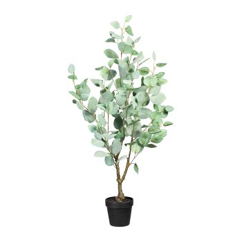 Eucalypthus populus, 130bl., ca 90cm, green-grey, in plastic pot 13x11cm, with soil