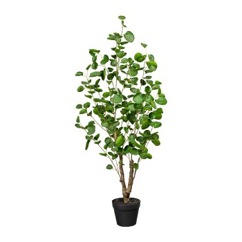 Aralia of feathers, 220 leaves, ca 110cm, green, in plastic pot 16x13cm, with soil