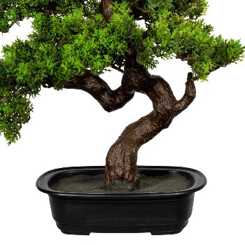 Bonsai myrtle ca 40x40cm, in plastic bowl 22x15x6cm, black, plastic