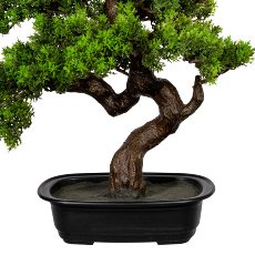 Bonsai myrtle ca 40x40cm, in plastic bowl 22x15x6cm, black, plastic
