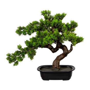 Bonsai myrtle ca 40x40cm, in plastic bowl 22x15x6cm, black, plastic