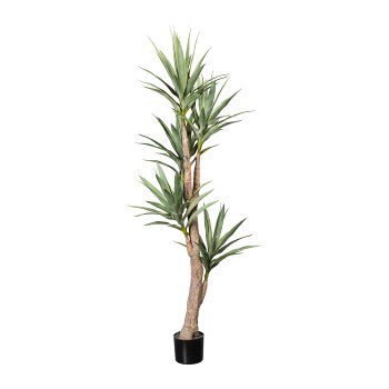Dracaena x5, 96 leaves, ca 180 green, in plastic pot 15x12.5cm black, PU trunk