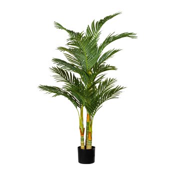 Arecapalme x3, ca 150cm, 15 Wedel, im Kunststofftopf 17x14,5cm, schwarz, mit Erde