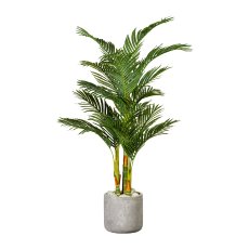 Arecapalme x3, ca 150cm, 15 Wedel, im Kunststofftopf 17x14,5cm, schwarz, mit Erde