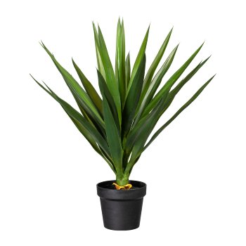 Yucca x1, ca 70cm, 31 leaves, in plastic pot 17x15cm, black, with soil