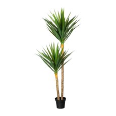 yucca x2, ca 180cm, 89 leaves,