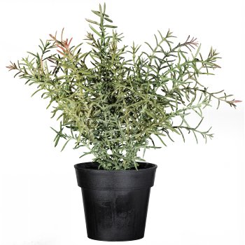 Rosemary Ca. 30cm, green, with Moss, in plastic pot 10cm