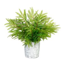 Mimosa, about 36cm green, in a cement pot 11x12cm with moss,