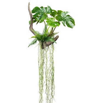 Splitphilodendron x5 leaves, wire hanger, on root 50x50/160cm, with fern and