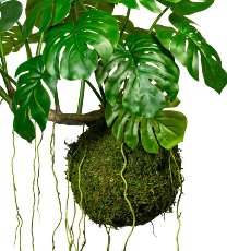 Splitphilodendron x19 Bl., Drahthänger, auf Mooskugel 28cm, H ca 80cm, B ca 120cm