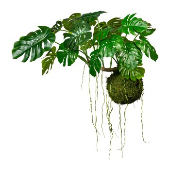 Splitphilodendron x19 Bl., Drahthänger, auf Mooskugel 28cm, H ca 80cm, B ca 120cm