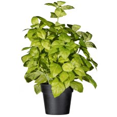 Basil Bush ca. 30cm, 238 leaves, green, In Plastic Pot 10cm