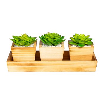 Succulent arrangement x3, green, on wooden tray 32x12x4cm with gravel. pot