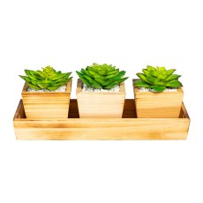 Sukkulenten-Arrangement x3, grün, auf Holztablett 32x12x4cm m.Kies., Topf