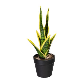 Sansevieria Mini x6 Bl., ca 27cm, Kunststoff, grüngelb, im Kunststofftopf 8,5x8cm, mit