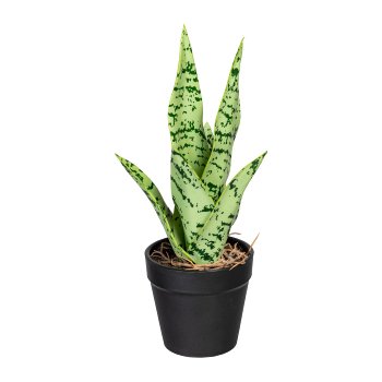 Sansevieria Mini x6 Bl., ca 27cm, Kunststoff, grüngrau, im Kunststofftopf 8,5x8cm, mit