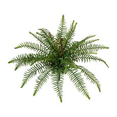 wild fern bush x25, h ca 45cm,