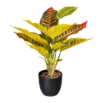 Croton x14 sheets, ca 35cm, plastic, green-yellow, in plastic pot 9,5x8,5cm with