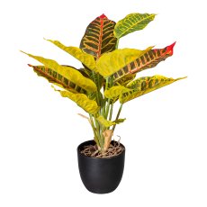 Croton x14 Bl., ca 35cm, Kunststoff, grüngelb, im Kunststofftopf 9,5x8,5cm m.