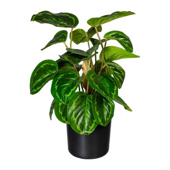 Maranta x24 leaves, ca 45cm, plastic, green, in plastic pot 12x11.5cm with soil