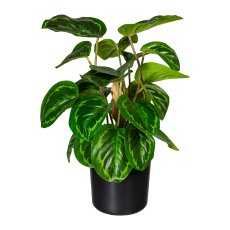 Maranta x24 leaves, ca 45cm, plastic, green, in plastic pot 12x11.5cm with soil