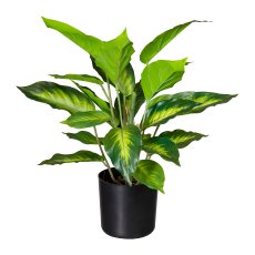 Dieffenbachia x24 leaves, ca 45cm, plastic, green, in plastic pot 12x11.5cm with