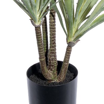 Agave x8, ca 110cm im schwarzen Kunststofftopf 17x14,5cm mit Erde