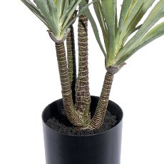 Agave x8, ca 110cm im schwarzen Kunststofftopf 17x14,5cm mit Erde