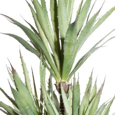 Agave x8, ca 110cm im schwarzen Kunststofftopf 17x14,5cm mit Erde