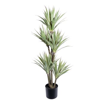 Agave x8, ca 110cm im schwarzen Kunststofftopf 17x14,5cm mit Erde