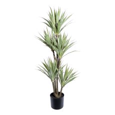 Agave x8, ca 110cm im schwarzen Kunststofftopf 17x14,5cm mit Erde