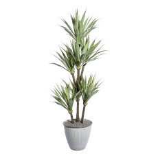 Agave x8, ca 110cm im schwarzen Kunststofftopf 17x14,5cm mit Erde