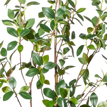 Ficus ginseng x2,ca 130cm PU-stem in plastic pot 15x12.5cm, with soil