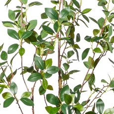 Ficus ginseng x2,ca 130cm PU-stem in plastic pot 15x12.5cm, with soil