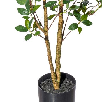Ficus ginseng x2,ca 130cm PU-stem in plastic pot 15x12.5cm, with soil