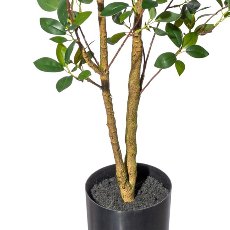 Ficus ginseng x2,ca 130cm PU-stem in plastic pot 15x12.5cm, with soil