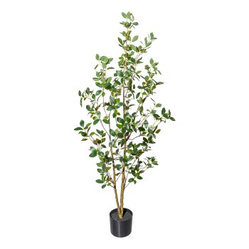 Ficus ginseng x2,ca 130cm PU-stem in plastic pot 15x12.5cm, with soil
