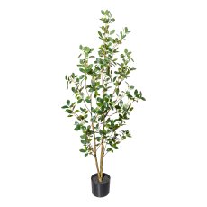 Ficus ginseng x2,ca 130cm PU-stem in plastic pot 15x12.5cm, with soil