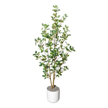 Ficus ginseng x2,ca 130cm PU-stem in plastic pot 15x12.5cm, with soil