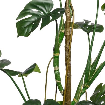 Splitphilodendron x23, ca 180cm grün,im Kunststofftopf 16x14,5cm,schwarz, mit Erde