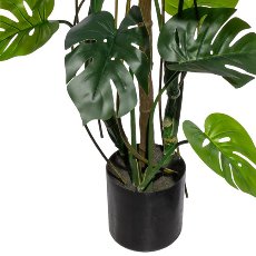 Splitphilodendron x23, ca 180cm grün,im Kunststofftopf 16x14,5cm,schwarz, mit Erde