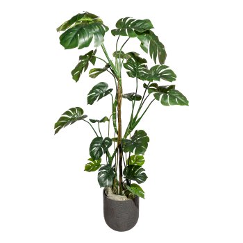 Splitphilodendron x23, ca 180cm grün,im Kunststofftopf 16x14,5cm,schwarz, mit Erde