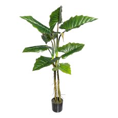 Colocasia x8 leaves, ca 140cm green,PU-stem in plastic pot 16x14,5cm,black, with soil