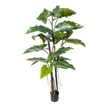 Colocasia x19 Blätter, ca 180cm grün, PU-Stamm im Kunststofftopf 16,5x14,5cm