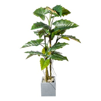 Colocasia x19 Blätter, ca 180cm grün, PU-Stamm im Kunststofftopf 16,5x14,5cm