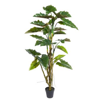 Colocasia x21 leaves, ca 230cm green, PU-stem in plastic pot 24x21cm black, with soil