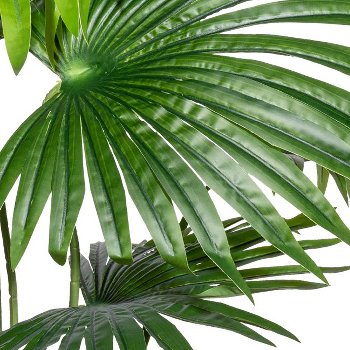 Washingtonia x8 leaves, ca 150cm green,in plastic pot 15.5x14.5cm,black, with soil