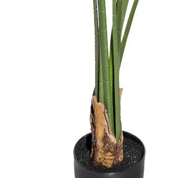 Washingtonia x8 leaves, ca 150cm green,in plastic pot 15.5x14.5cm,black, with soil
